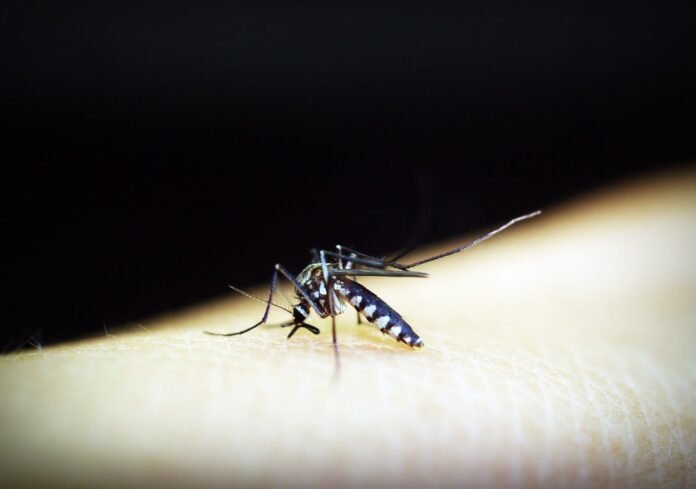 mosquito-1548948_1280-min