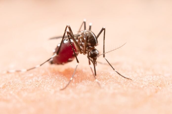 mosquito-min
