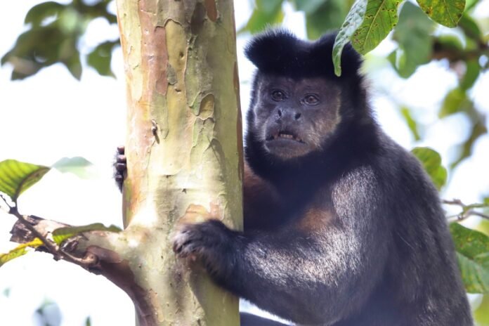 fauna_silvestre_6_jose_fernando_ogura(1)